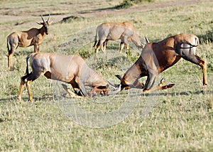 Fierce fight between two Topi antelopes