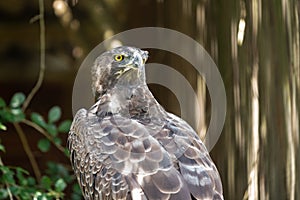 The fierce gaze of a Martial Eagle