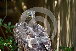 The fierce gaze of a Martial Eagle