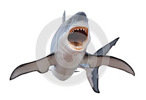 Fierce great white shark isolated on white