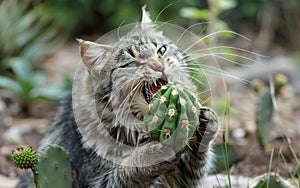 A fierce grey tabby cat aggressively chews on a small cactus in a natural garden setting, displaying wild instincts.