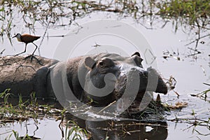 Fierce hippopotamus with open mouth