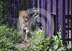 A fierce Indian Tiger walks next to the iron cage in India