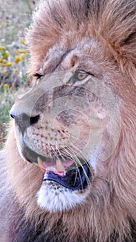 Fierce Lion on Gondwana Game Reserve photo