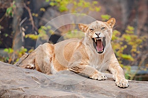 Fierce lioness perched on rocks