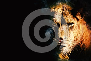 Fierce lioness predator on black background