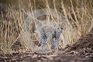 Fierce-looking african baby leopard with a blurred background