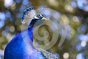 A Fierce Peacock
