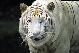 Fierce Rare White tiger photo