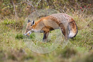 Fierce red fox holding dead european robin in mouth on meadow