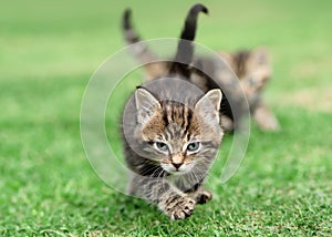 Fierce Tabby Kitten with Sibling