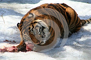 Fierce Tiger