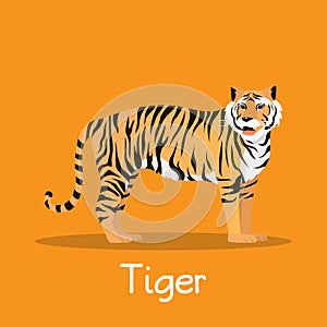 Fierce tiger in Asia illustration desian on orange background.vector