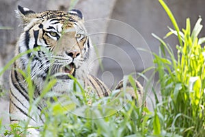 Fierce tiger in the grass