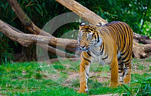 Fierce Tiger photo