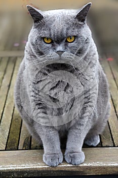 Fiercely looking british shorthair or carthusian cat