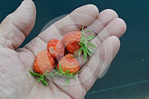 Fierst strawberries in the hand in jule