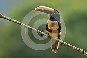 Fiery billed aracari on branch