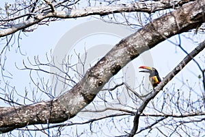 Fiery billed aracari - Pteroglossus frantzii