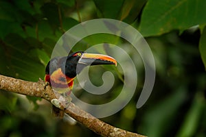 Fiery-billed Aracari, Pteroglossus frantzii, bird with big bill. Toucan sitting on the branch in the forest, Boca Tapada, Laguna