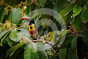 Fiery-billed Aracari, Pteroglossus frantzii, bird with big bill. Toucan sitting on the branch in the forest, Boca Tapada, Laguna d