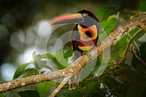 Fiery-billed Aracari, Pteroglossus frantzii, bird with big bill. Toucan sitting on the branch in the forest, Costa Rica.
