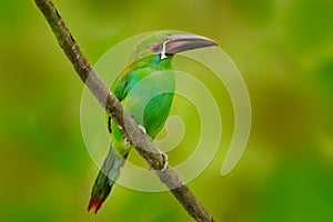 Fiery-billed Aracari, Pteroglossus frantzii, bird with big bill. Toucan sitting on the branch in the forest, Costa Rica.