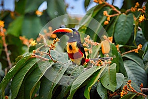 Fiery-billed aracari, Pteroglossus frantzii, toucan among green leaves and orange fruits.