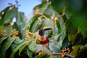 Fiery-billed aracari, Pteroglossus frantzii, toucan among green leaves and orange fruits.