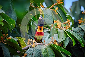 Fiery-billed aracari, Pteroglossus frantzii, toucan among green leaves and orange fruits. Large red-black bill, black, yellow and