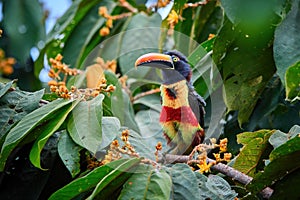 Fiery-billed aracari, Pteroglossus frantzii, toucan among green leaves and orange fruits. Large red-black bill, black, yellow and