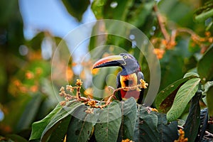 Fiery-billed aracari, Pteroglossus frantzii, toucan among green leaves and orange fruits. Large red-black bill, black, yellow and