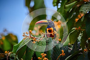 Fiery-billed aracari, Pteroglossus frantzii, toucan ,Large red-black bill,