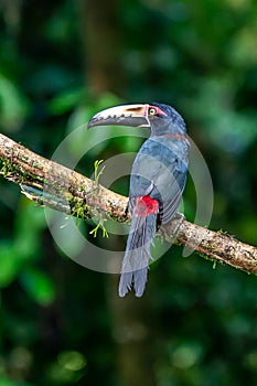 Fiery-billed Aracari - Pteroglossus frantzii is a toucan, a near-passerine bird.