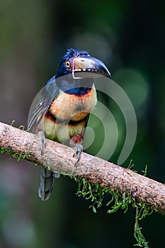 Fiery-billed Aracari - Pteroglossus frantzii is a toucan, a near-passerine bird.