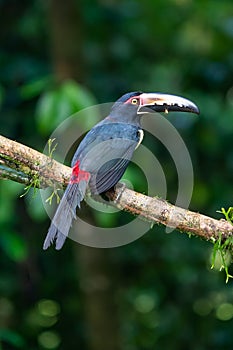 Fiery-billed Aracari - Pteroglossus frantzii is a toucan, a near-passerine bird.