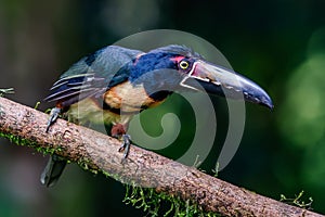 Fiery-billed Aracari - Pteroglossus frantzii is a toucan, a near-passerine bird.