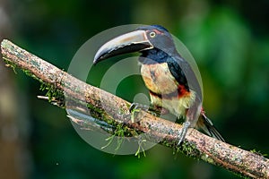 Fiery-billed Aracari - Pteroglossus frantzii is a toucan, a near-passerine bird.