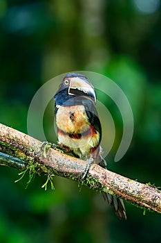 Fiery-billed Aracari - Pteroglossus frantzii is a toucan, a near-passerine bird.