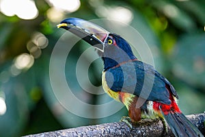 Fiery-billed Aracari - Pteroglossus frantzii is a toucan, a near-passerine bird