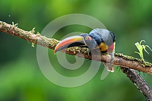 Fiery-billed Aracari - Pteroglossus frantzii is a toucan, a near-passerine bird