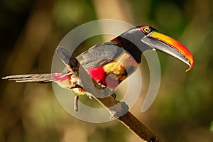 Fiery-billed Aracari - Pteroglossus frantzii is a toucan, a near-passerine bird. It breeds only on the Pacific slopes of southern