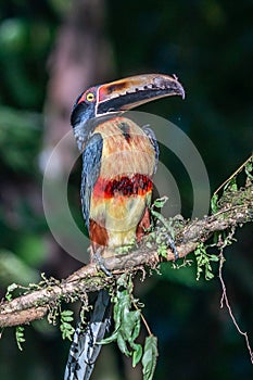 Fiery-billed Aracari - Pteroglossus frantzii is a toucan, a near-passerine bird. It breeds only on the Pacific slopes of southern
