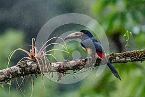 Fiery-billed Aracari - Pteroglossus frantzii is a toucan, a near-passerine bird. It breeds only on the Pacific slopes of southern