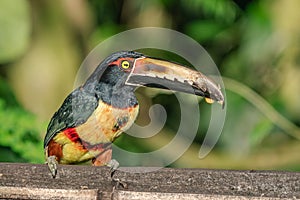 Fiery-billed Aracari - Pteroglossus frantzii is a toucan, a near-passerine bird. It breeds only on the Pacific slopes of southern