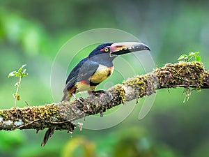 Fiery-billed Aracari - Pteroglossus frantzii is a toucan, a near-passerine bird. It breeds only on the Pacific slopes of southern