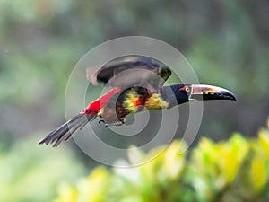 Fiery-billed Aracari - Pteroglossus frantzii is a toucan, a near-passerine bird. It breeds only on the Pacific slopes of southern