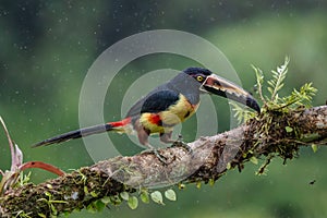 Fiery-billed Aracari - Pteroglossus frantzii is a toucan, a near-passerine bird. It breeds only on the Pacific slopes of southern