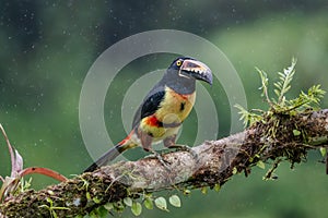 Fiery-billed Aracari - Pteroglossus frantzii is a toucan, a near-passerine bird. It breeds only on the Pacific slopes of southern