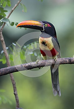 Fiery-billed Aracari Pteroglossus frantzil